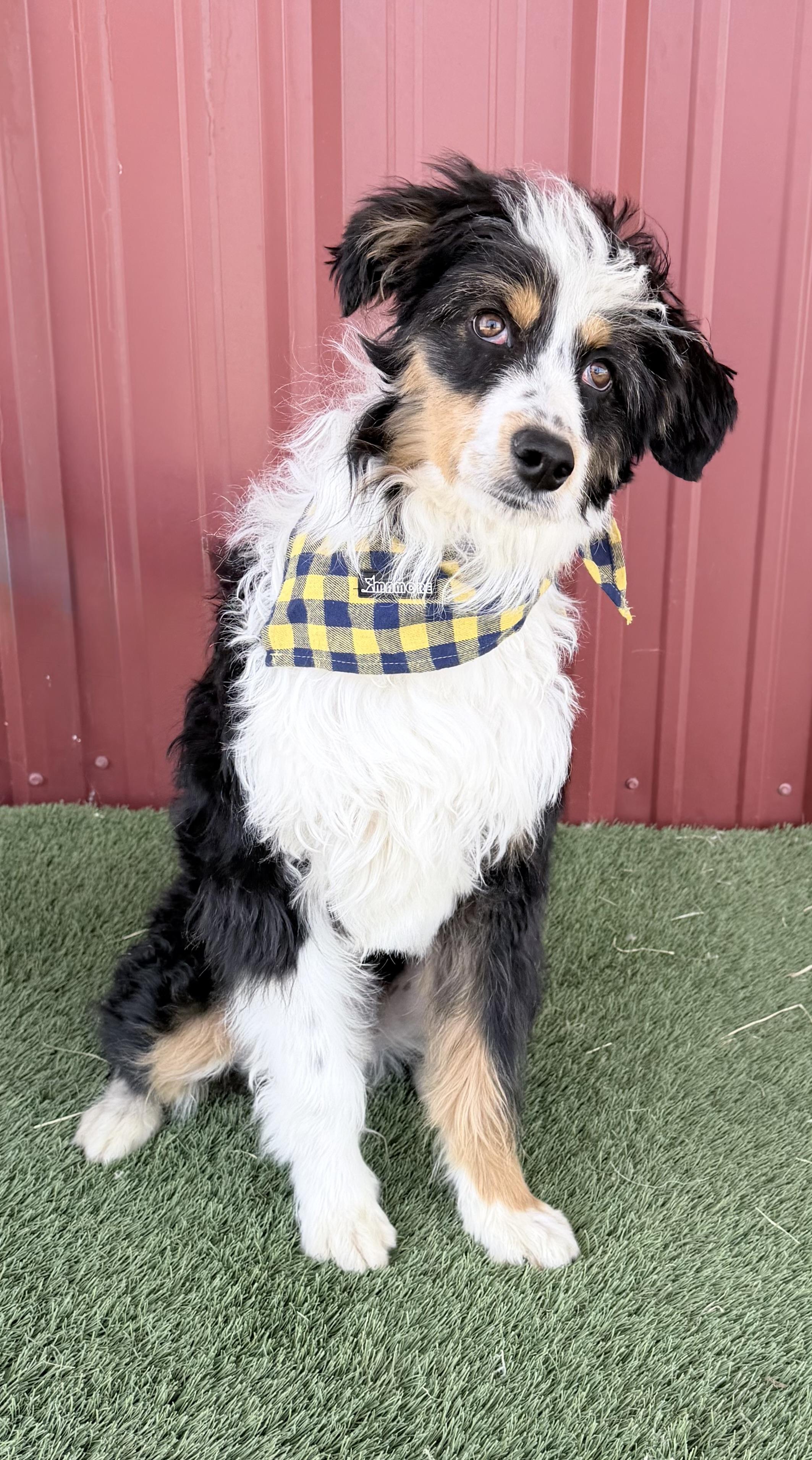 Banjo, a Adoptable mixed breed in Lubbock, TX image 4/6