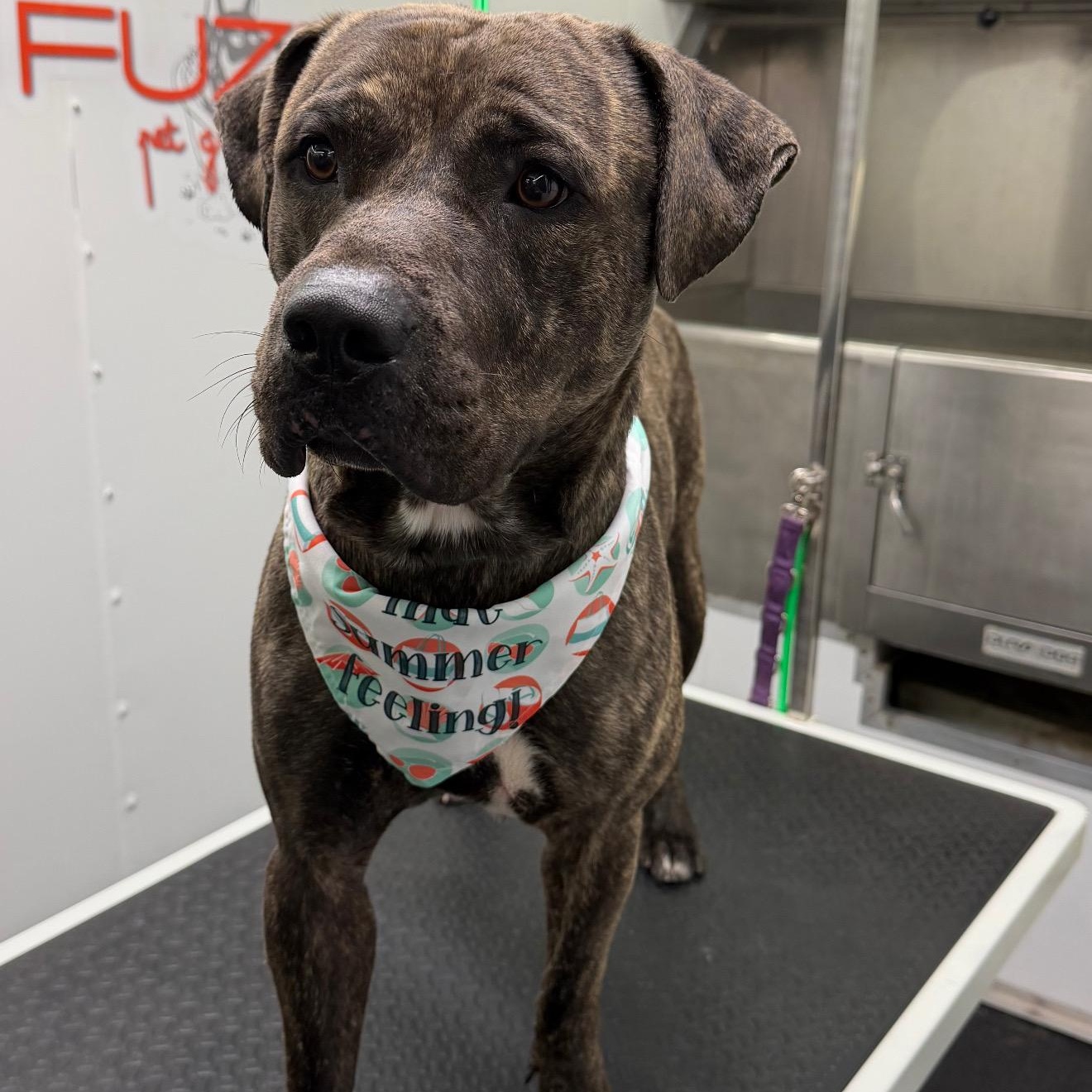 Enlarge Tyson, a Adoptable mixed breed in palm beach gardens, FL image 2/3