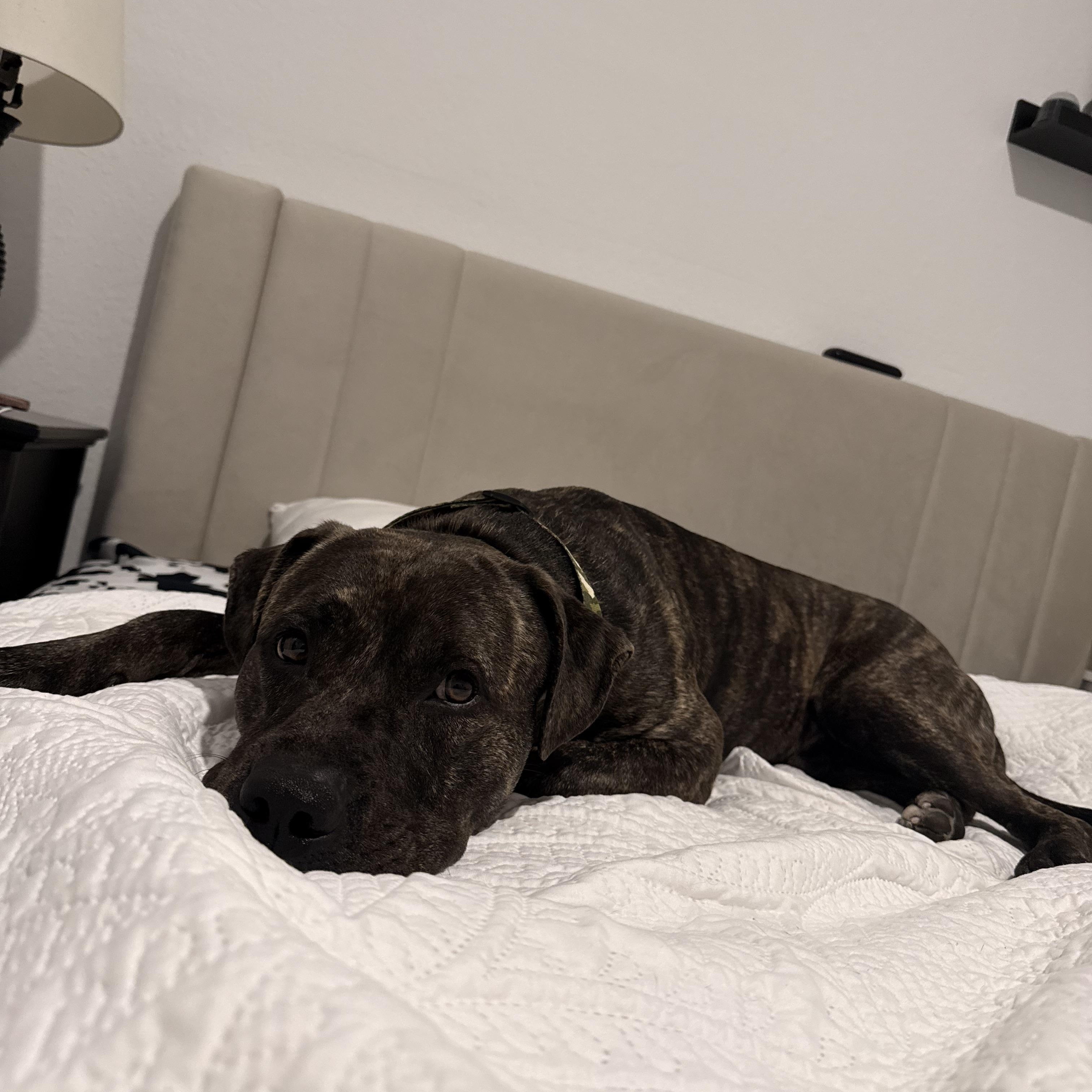 Tyson photo