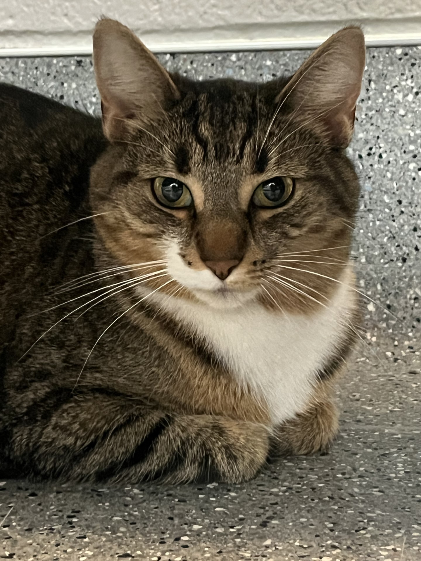 Sylvie, an adopted Domestic Short Hair in Lansing, MI_image-1