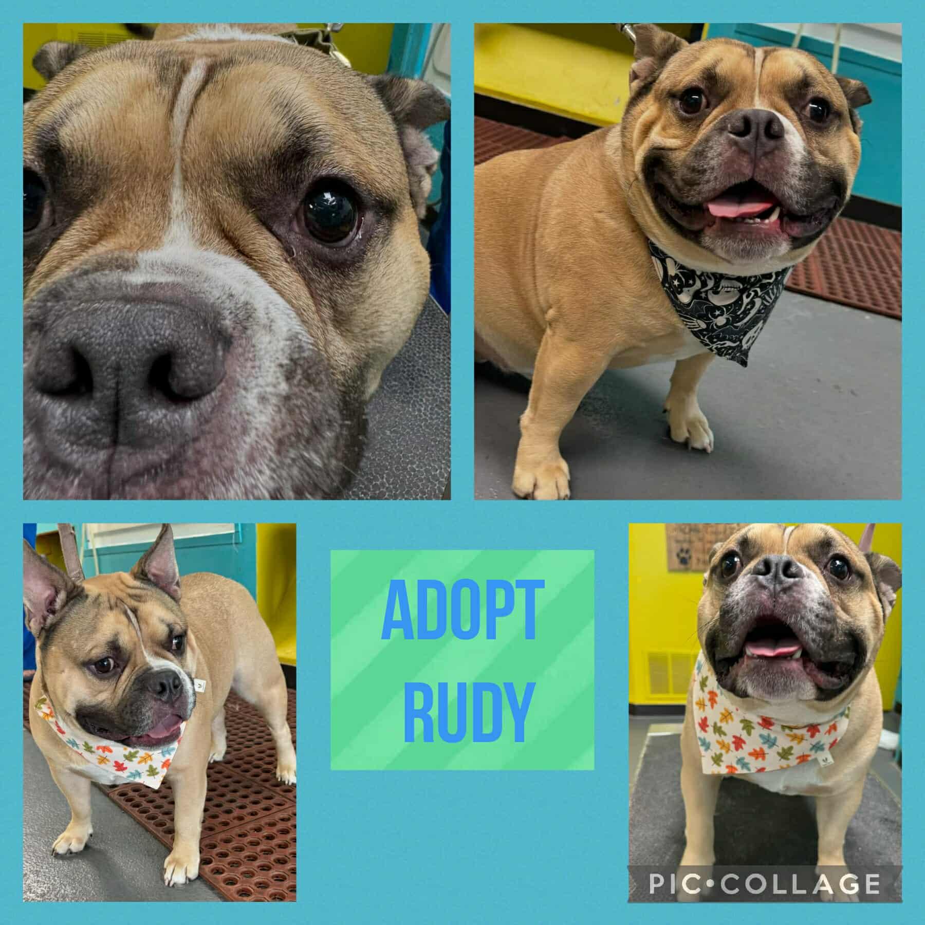 Enlarge Rudy cl, a Adoptable French Bulldog in Kansas City, MO image 1/1