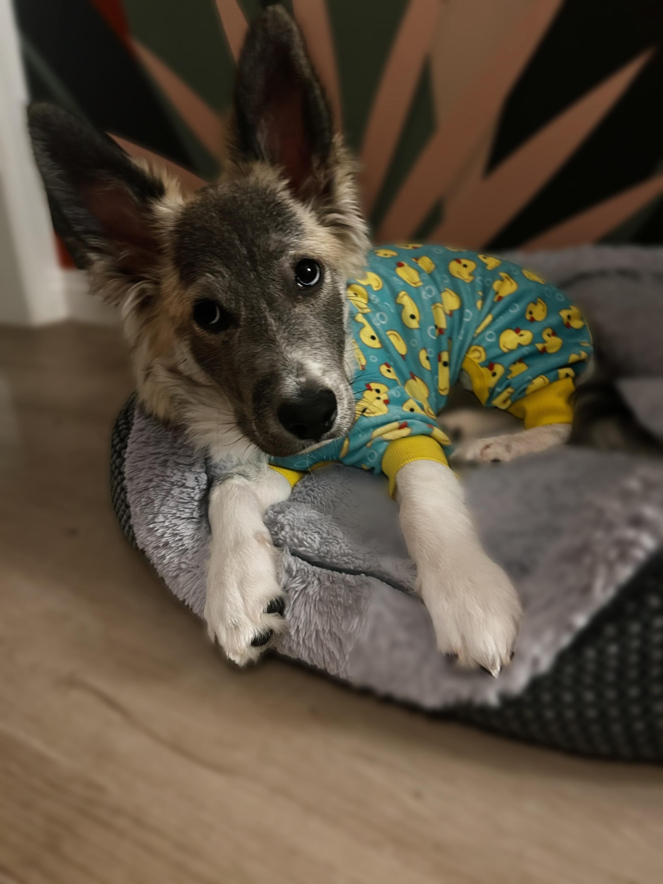 Enlarge Johnny Cash, an adoption pending mixed breed in Long Beach, CA image 4/5