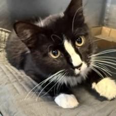 Enlarge Boo, an adopted mixed breed in Rapid City, SD image 1/2