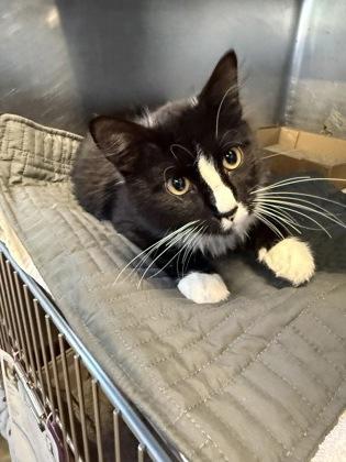 Enlarge Boo, an adopted mixed breed in Rapid City, SD image 2/2