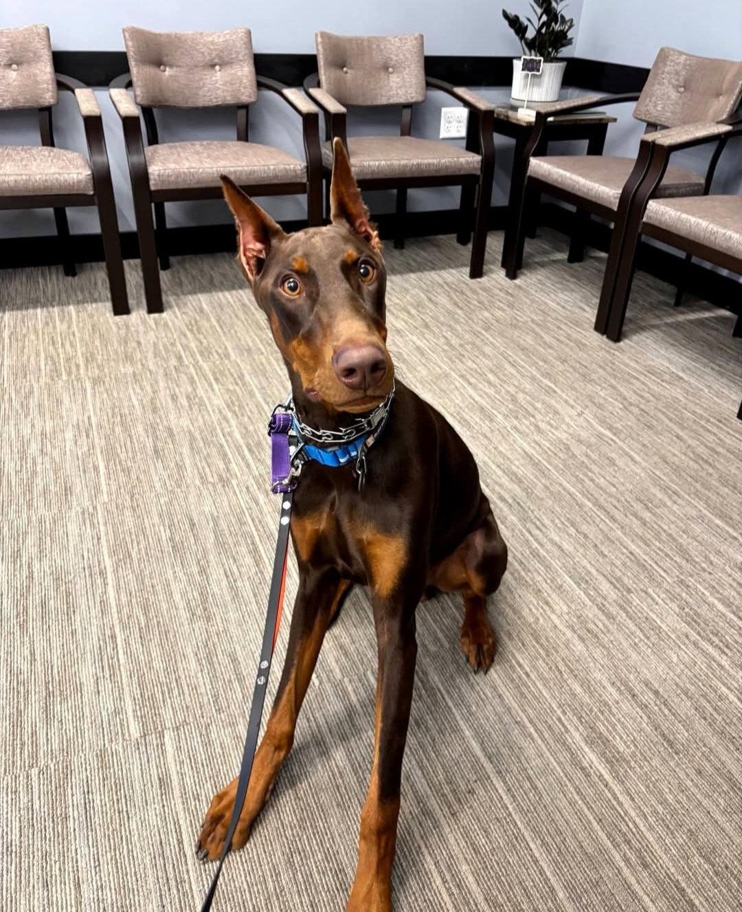 Moose, Adoptable, Young Male Doberman Pinscher.