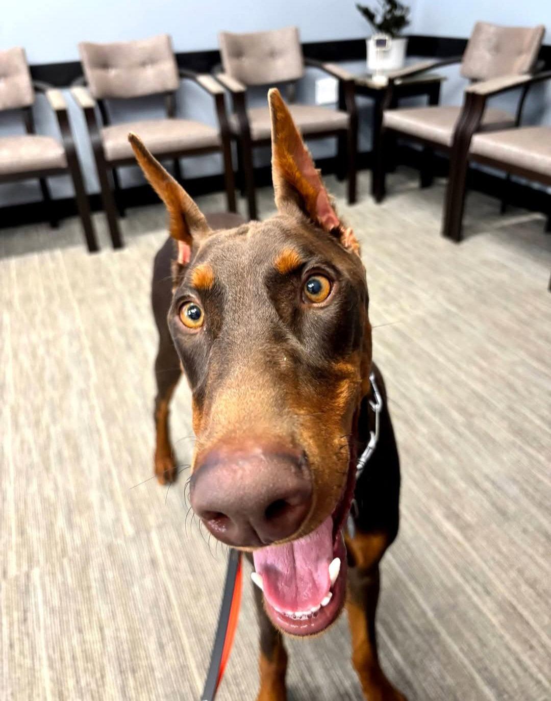 Moose, a Adoptable Doberman Pinscher in Buffalo, MN image 2/3