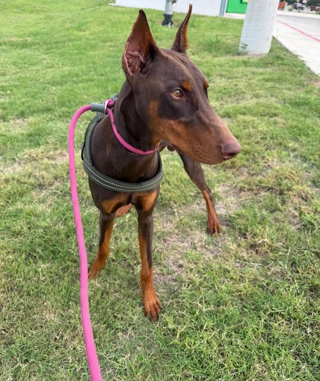 Moose, a Adoptable Doberman Pinscher in Buffalo, MN image 3/3