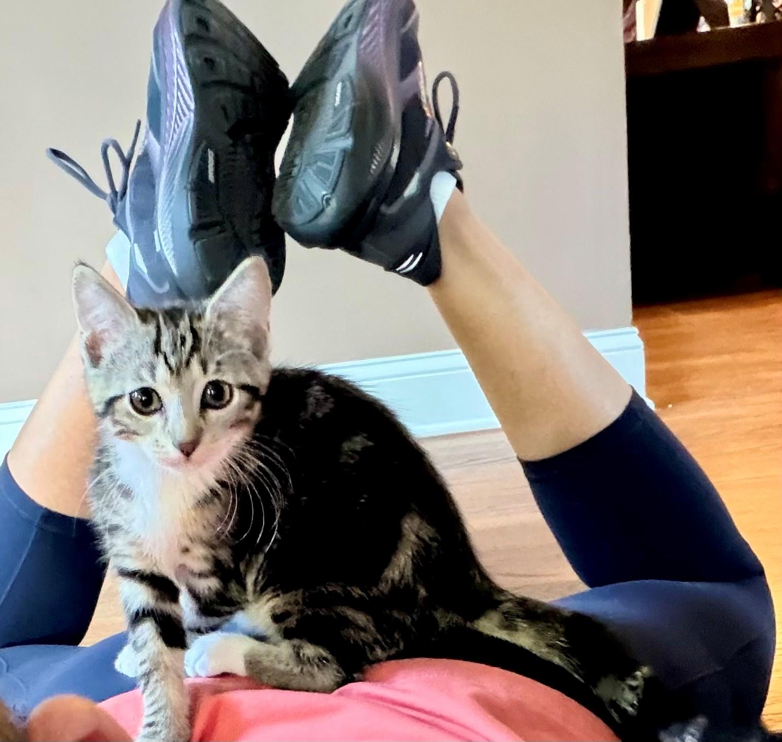 Enlarge Tilly, a ADOPTABLE Domestic Short Hair in Westfield, NJ image 3/6