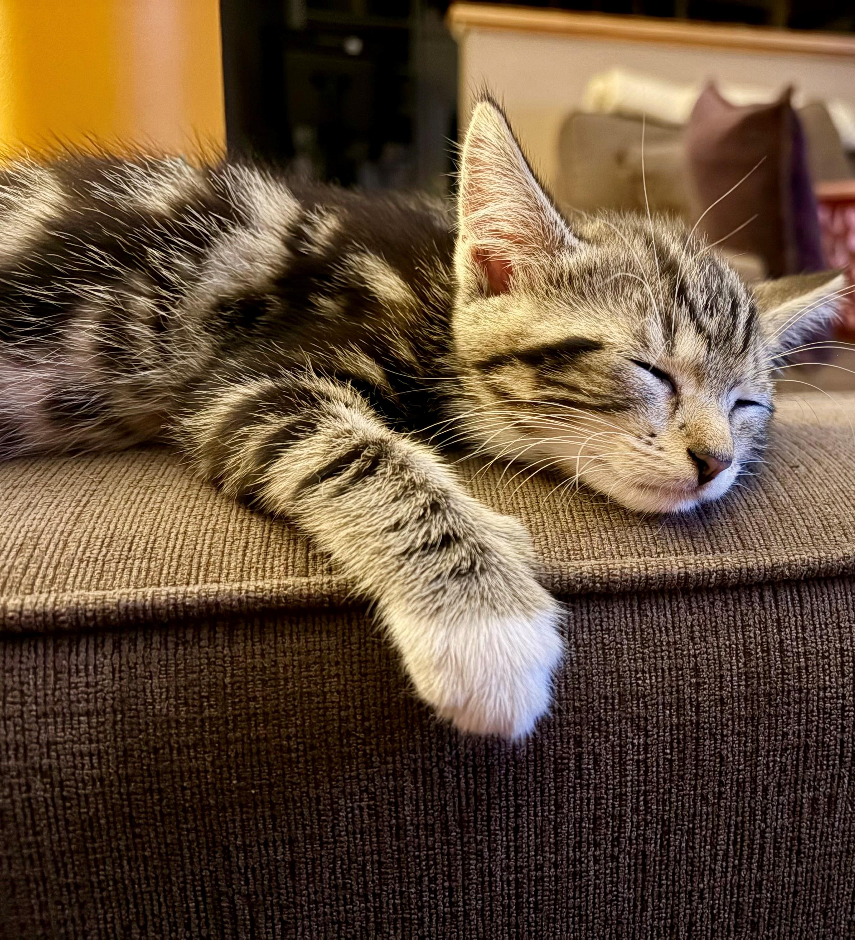 Tilly, ADOPTABLE, Kitten Female Domestic Short Hair.