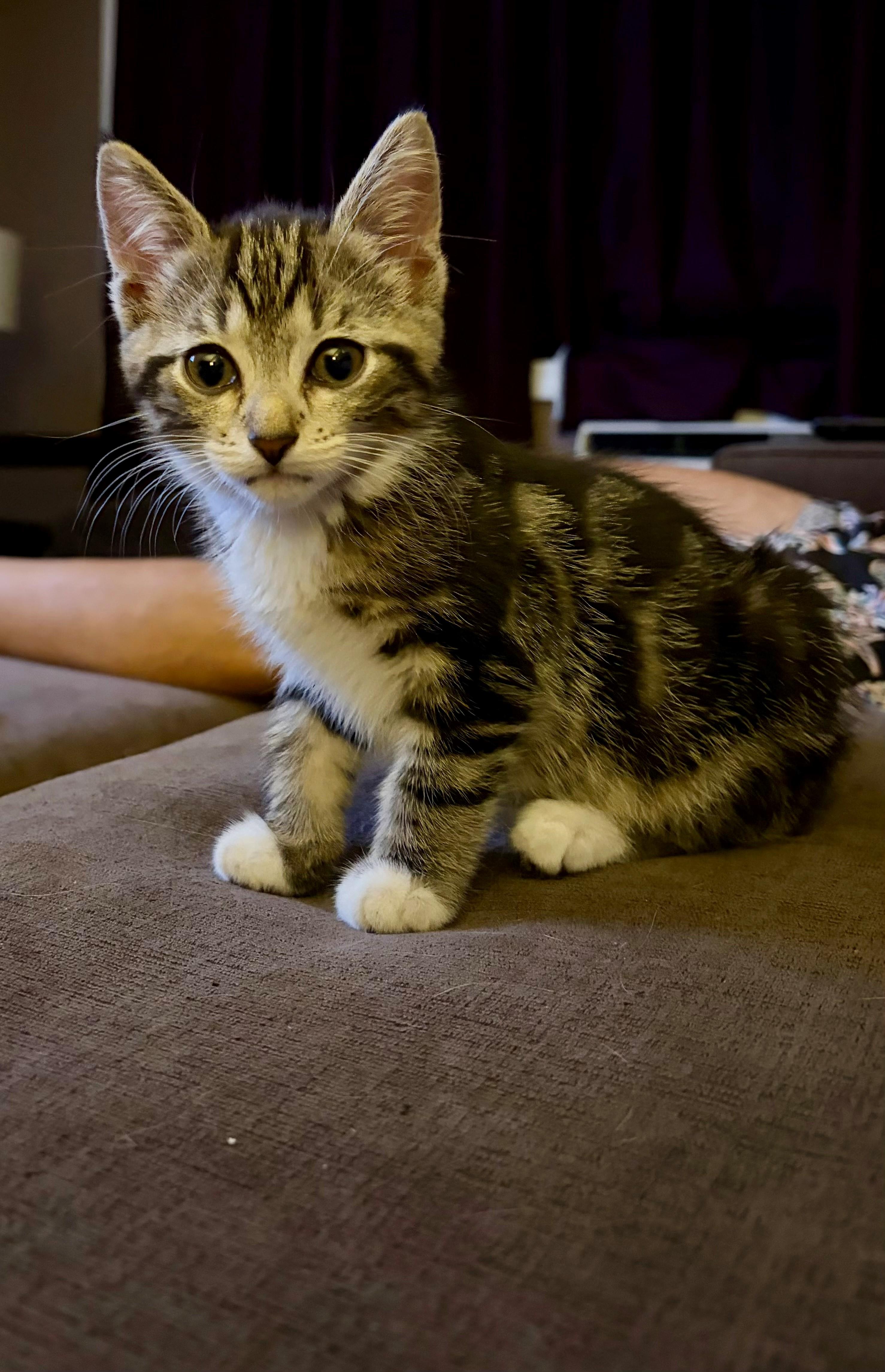 Enlarge Tilly, a ADOPTABLE Domestic Short Hair in Westfield, NJ image 2/6