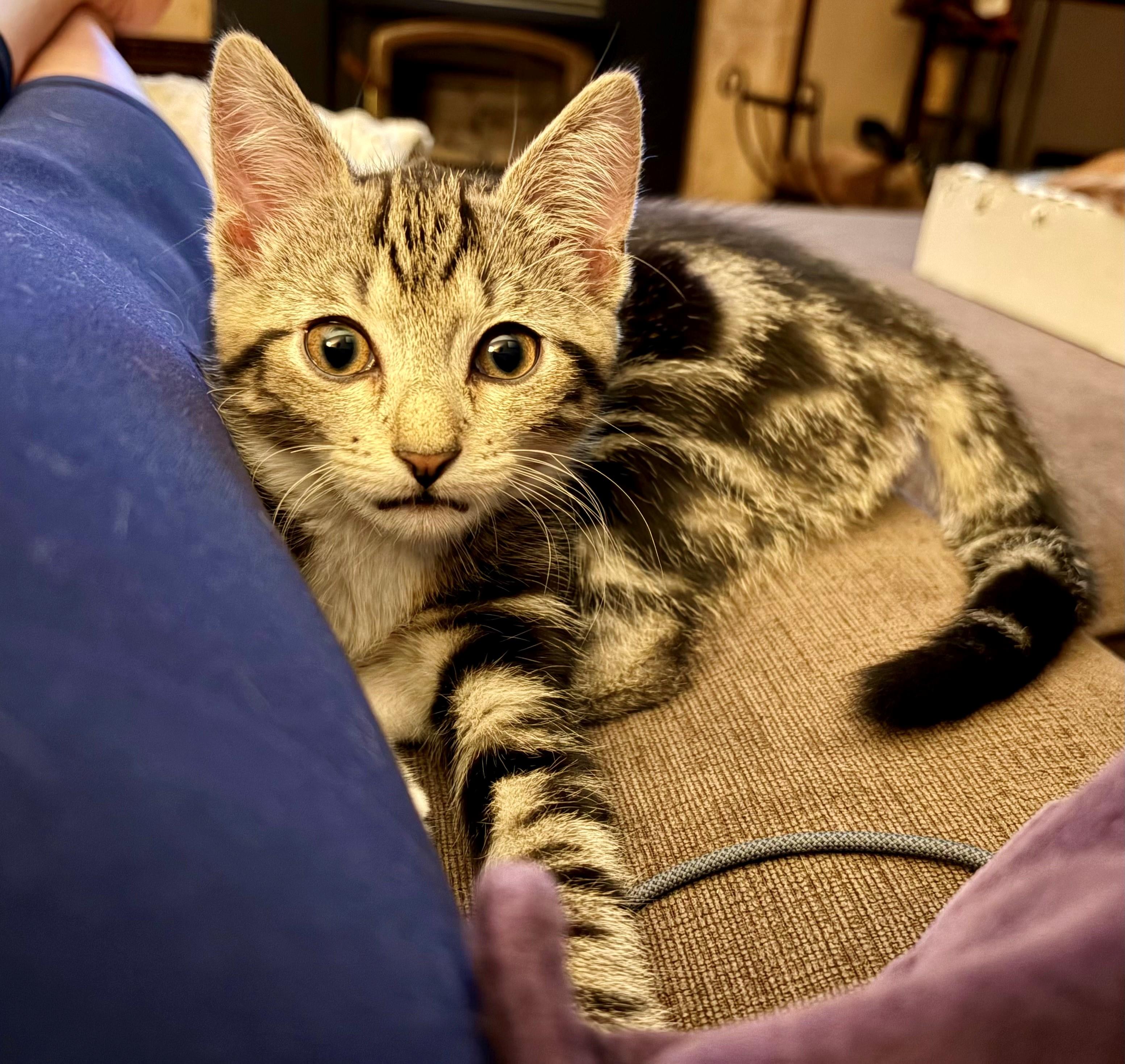 Enlarge Tilly, a ADOPTABLE Domestic Short Hair in Westfield, NJ image 6/6