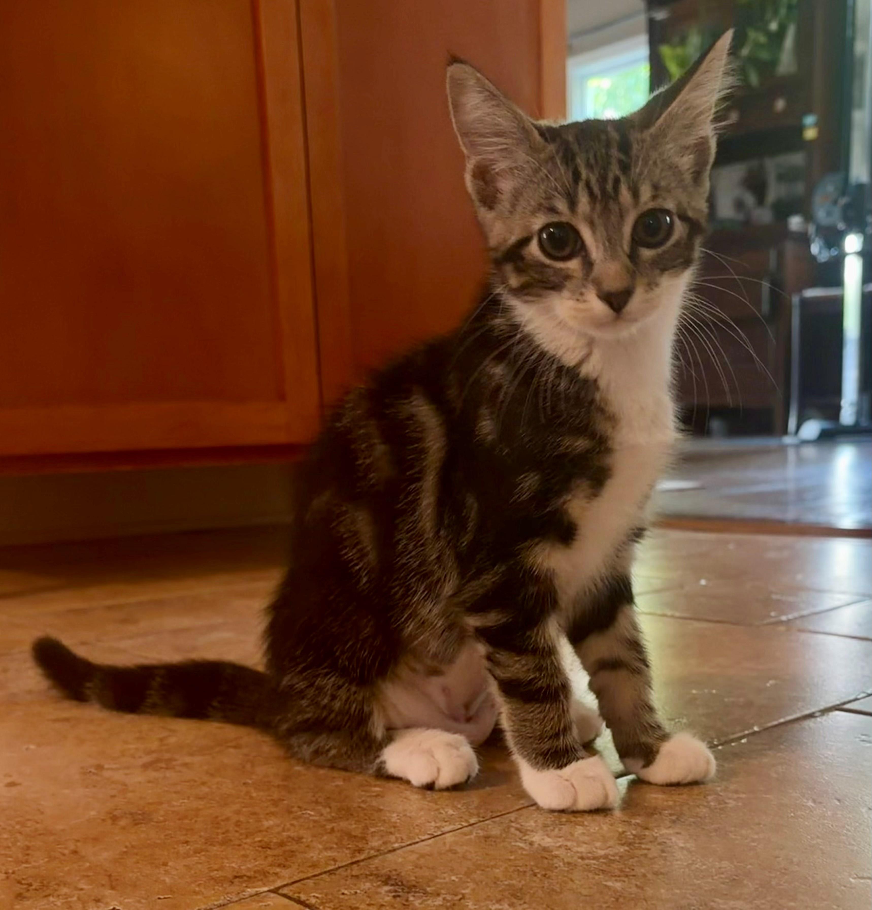 Enlarge Tilly, a ADOPTABLE Domestic Short Hair in Westfield, NJ image 5/6
