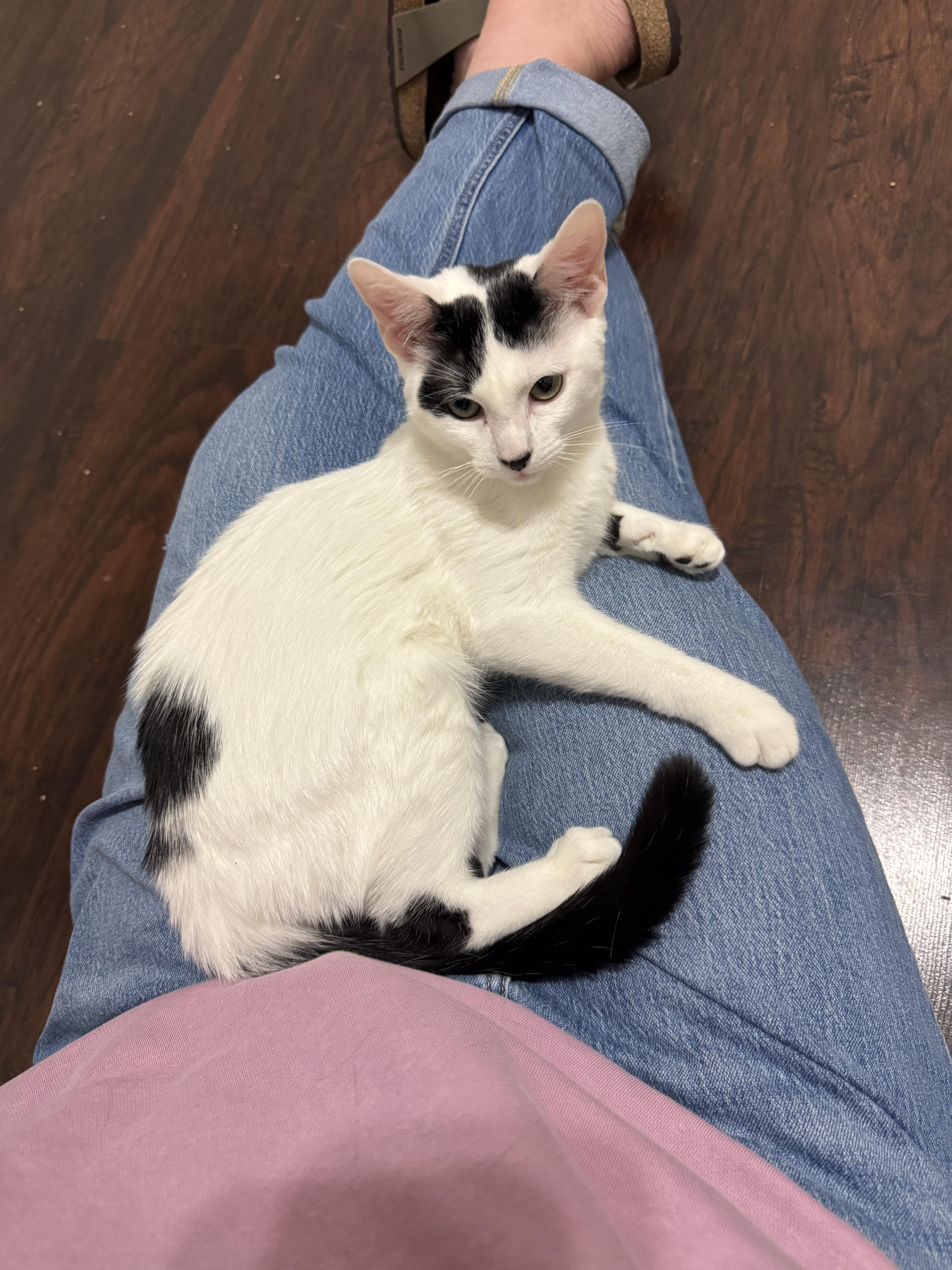Remi , an adopted Domestic Short Hair in Crowley, TX image 3/3