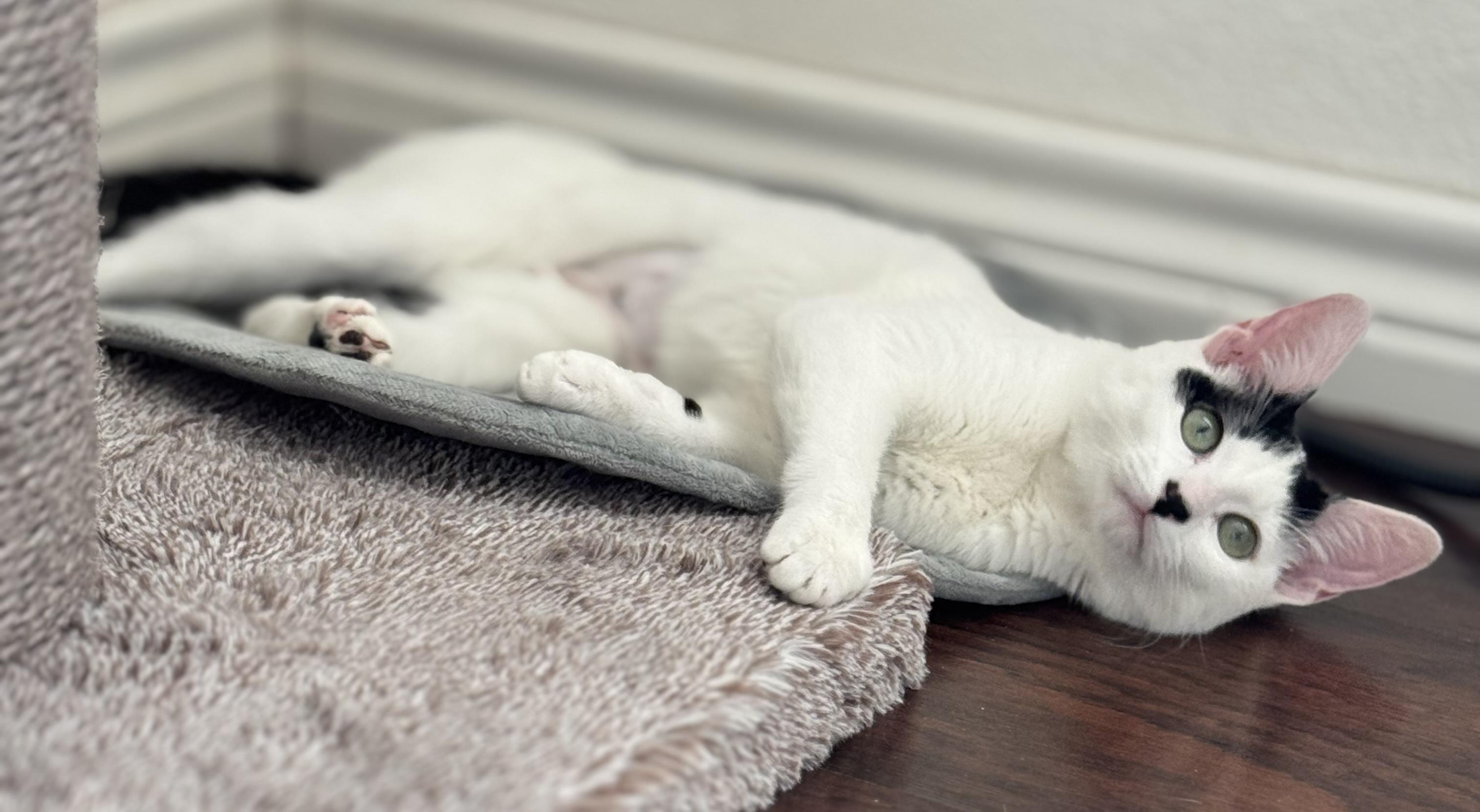 Remi , ADOPTABLE, Kitten Female Domestic Short Hair.