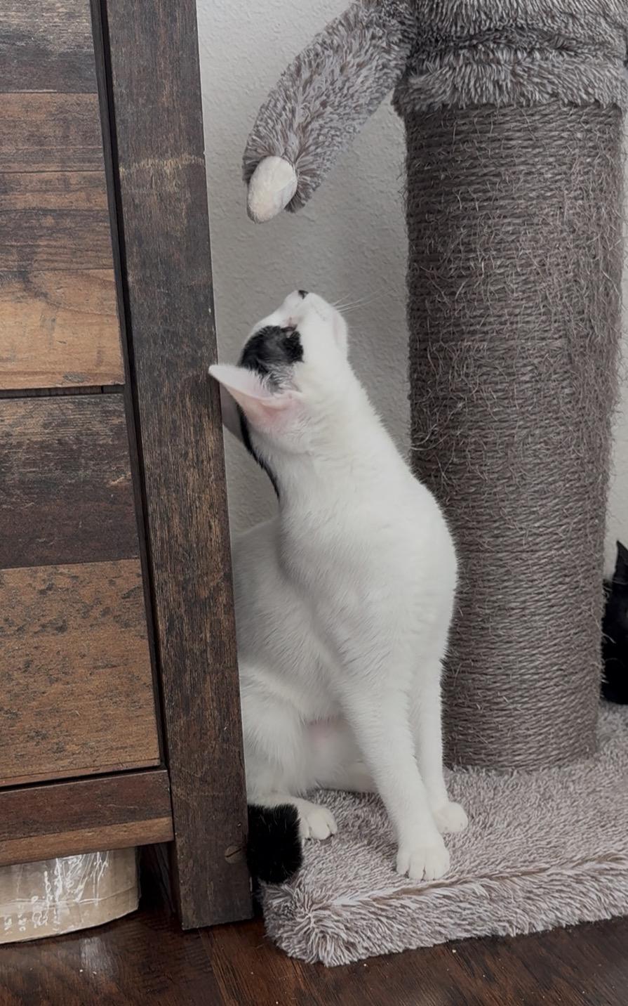 Remi , an adopted Domestic Short Hair in Crowley, TX image 2/3