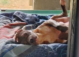 Hank, Adopted, Senior Male Mixed Breed.