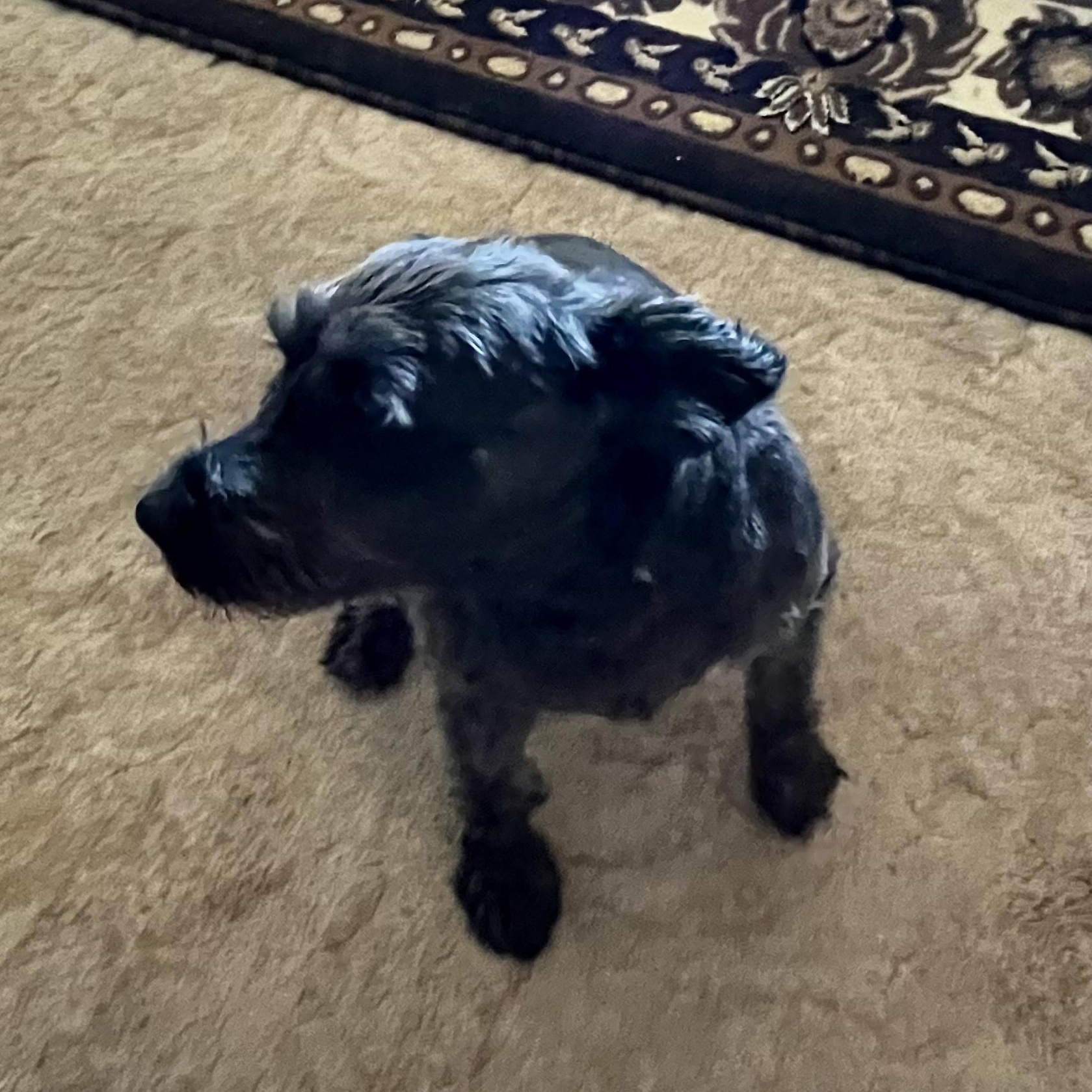 Sunny, an adoptable Miniature Schnauzer in Torrey, UT, 84775 | Photo Image 5