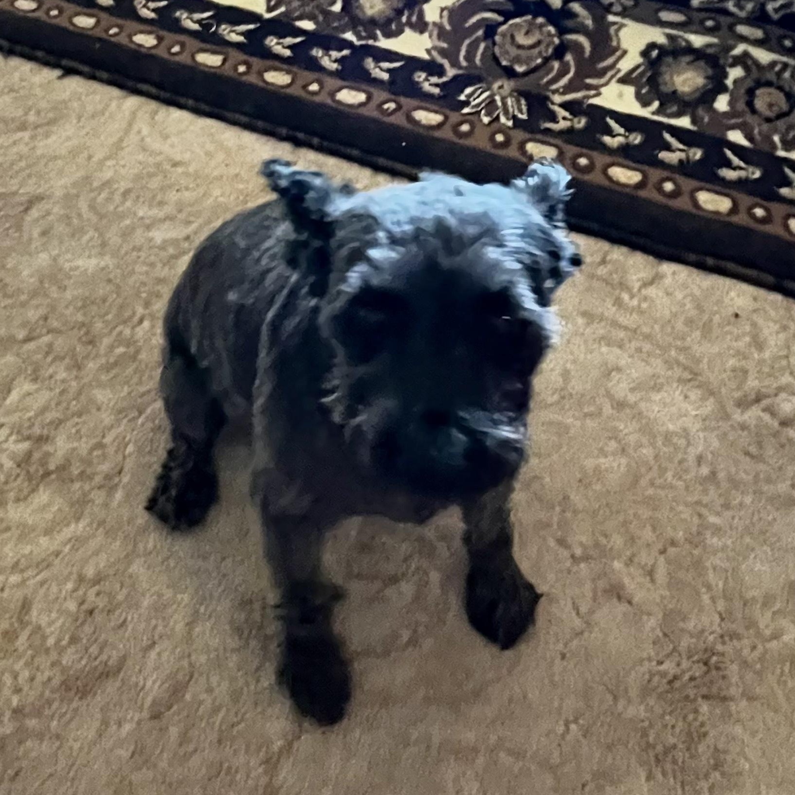Sunny, an adoptable Miniature Schnauzer in Torrey, UT, 84775 | Photo Image 4