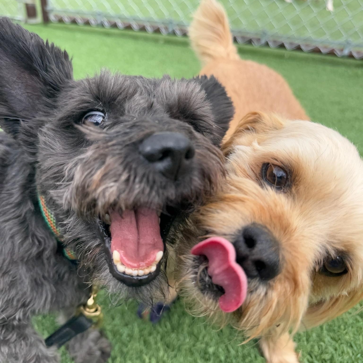 Sunny, an adoptable Miniature Schnauzer in Torrey, UT, 84775 | Photo Image 2