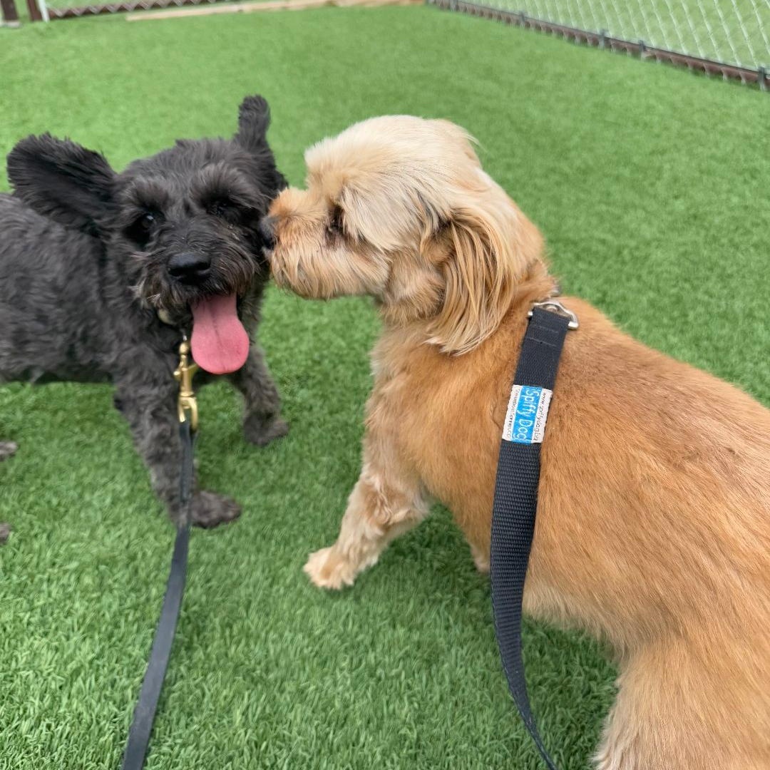 Sunny, an adoptable Miniature Schnauzer in Torrey, UT, 84775 | Photo Image 3