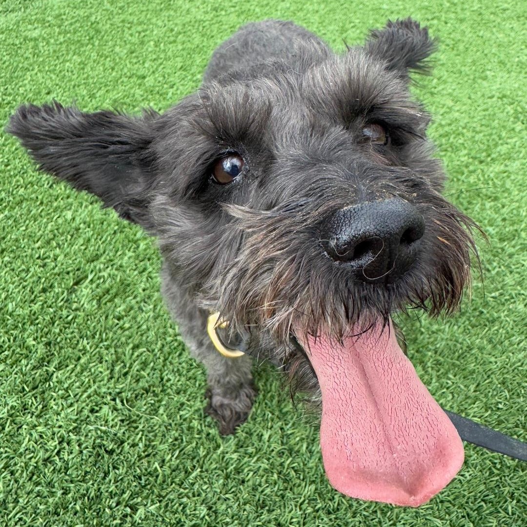 Sunny, an adoptable Miniature Schnauzer in Torrey, UT, 84775 | Photo Image 1