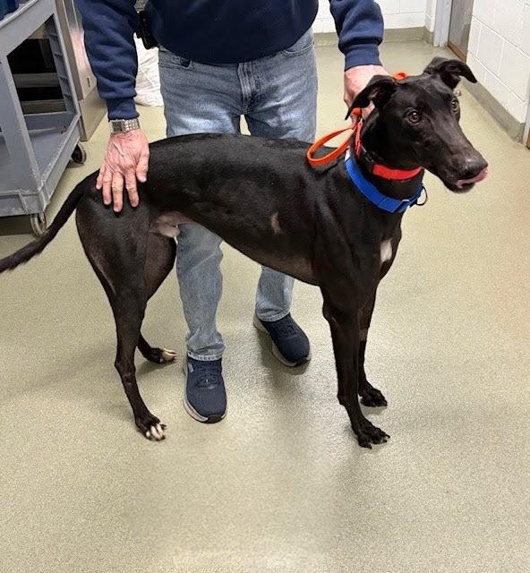 Follow Me, ADOPTABLE, Young Male Greyhound.