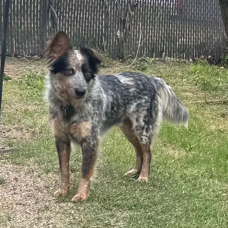 Enlarge BANYAN, a Adoptable Cattle Dog in Berlin, NJ image 1/6