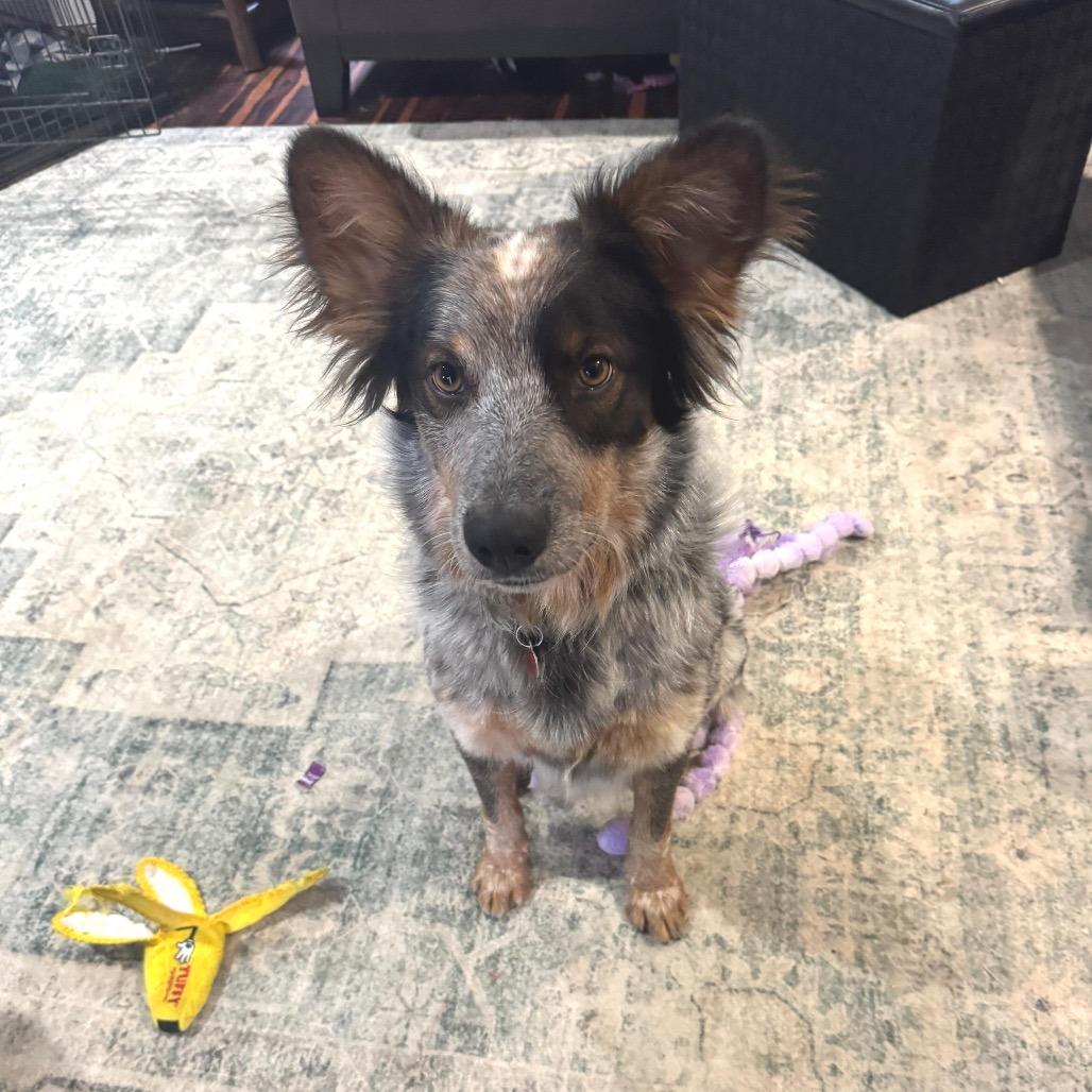 Enlarge BANYAN, a Adoptable Cattle Dog in Berlin, NJ image 2/6