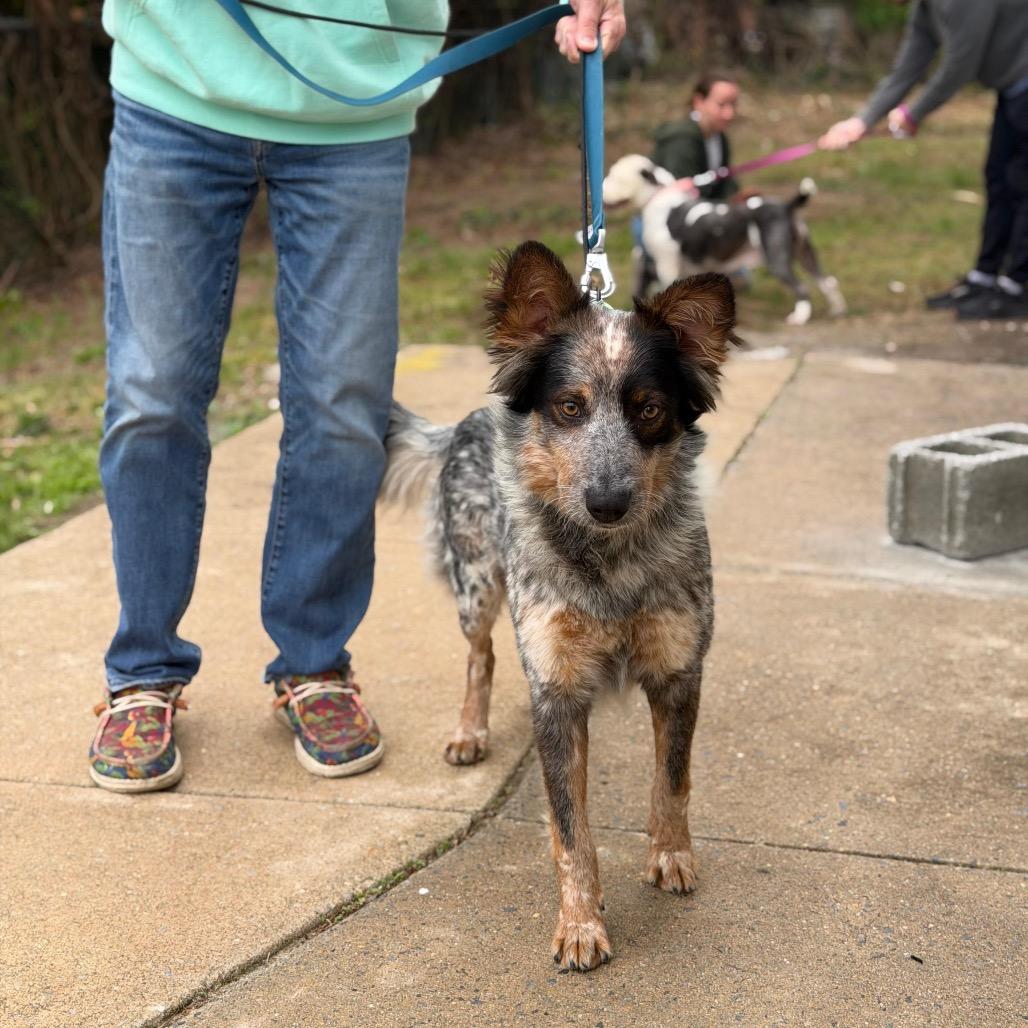Enlarge BANYAN, a Adoptable Cattle Dog in Berlin, NJ image 3/6