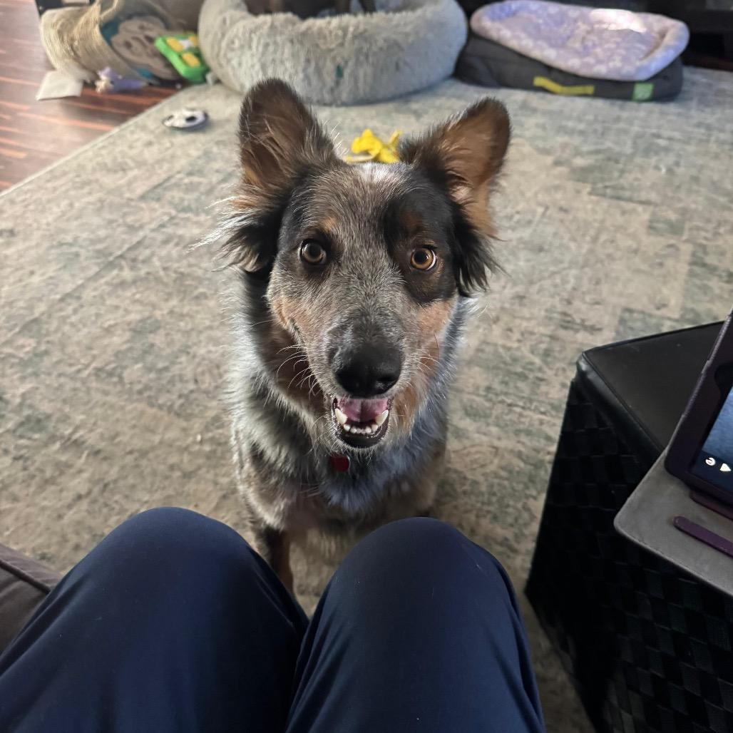BANYAN, Adoptable, Adult Male Cattle Dog.