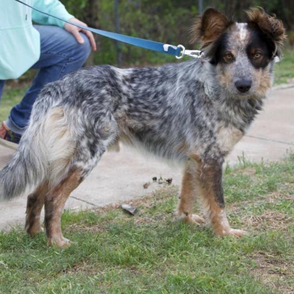 Enlarge BANYAN, a Adoptable Cattle Dog in Berlin, NJ image 6/6