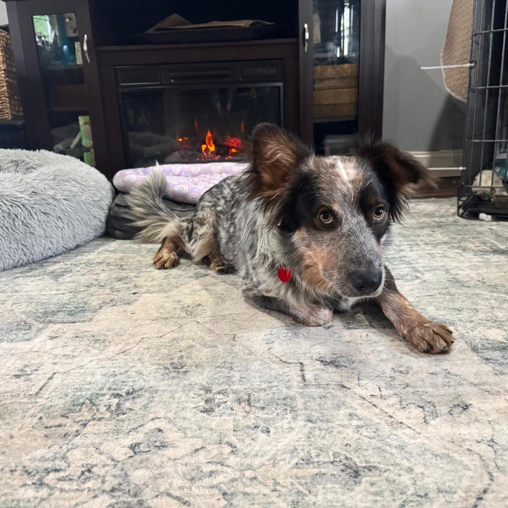 Enlarge BANYAN, a Adoptable Cattle Dog in Berlin, NJ image 4/6