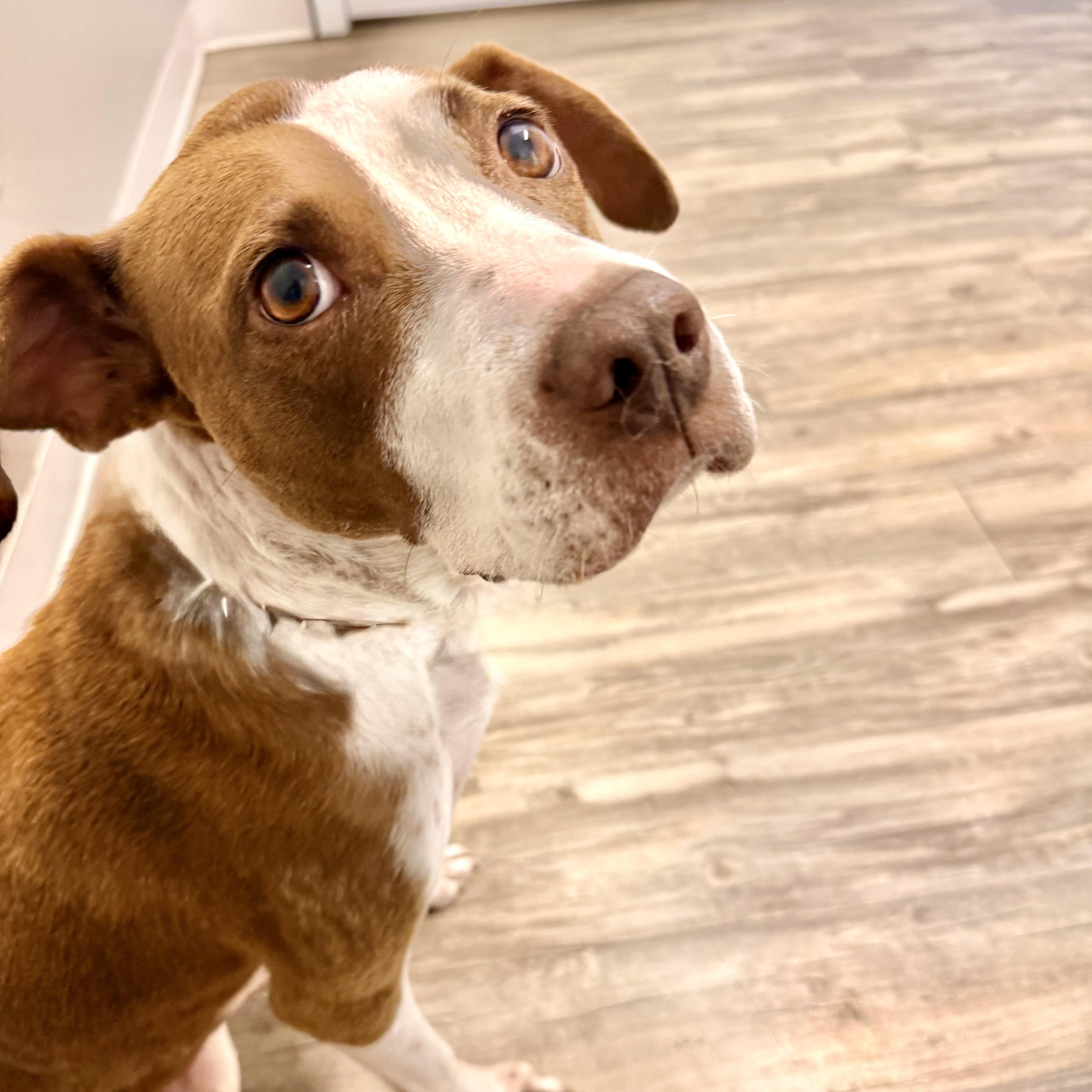 Enlarge Addie, a Adopted mixed breed in Hernando, MS image 6/6