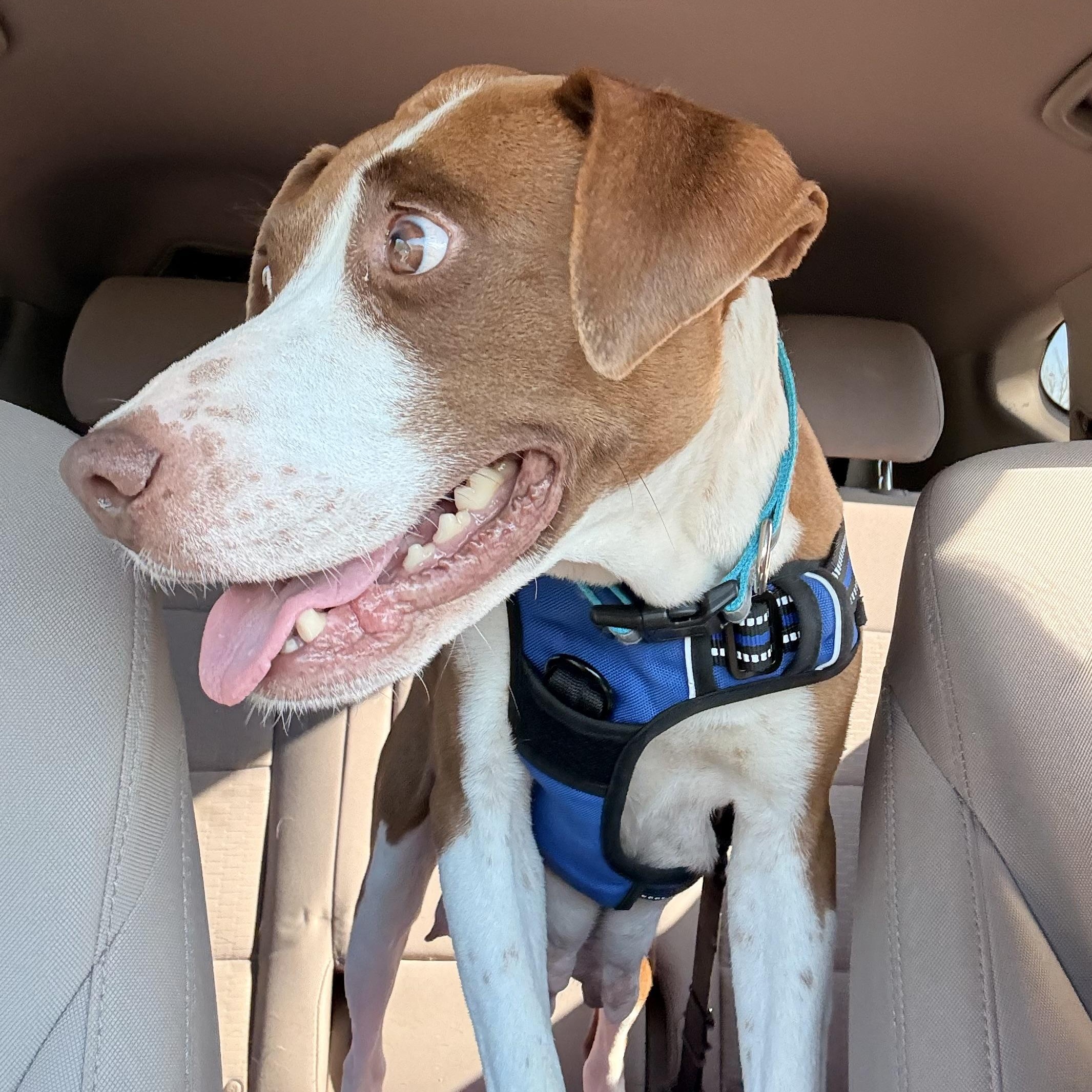 Enlarge Addie, a Adopted mixed breed in Hernando, MS image 5/6