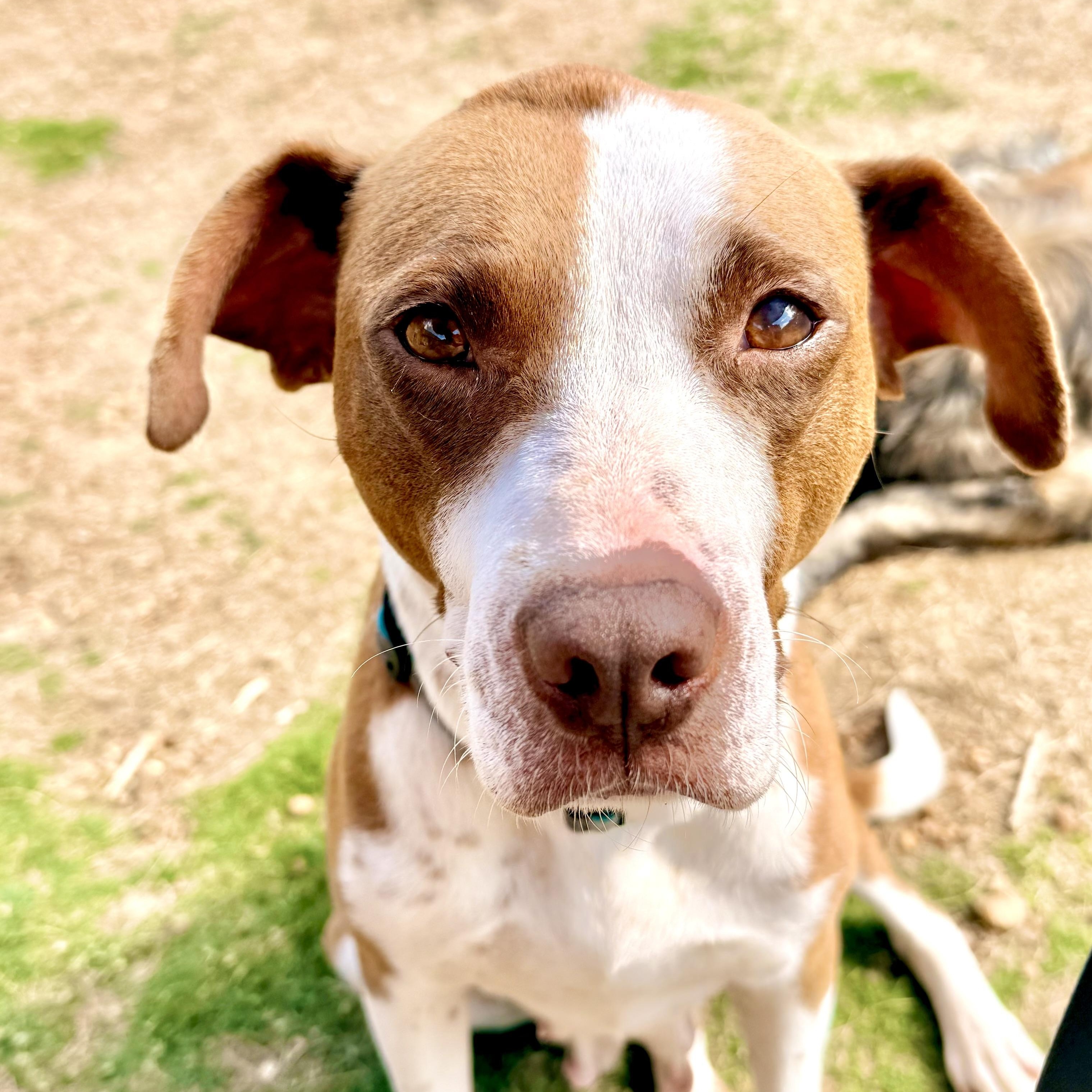 Enlarge Addie, a Adopted mixed breed in Hernando, MS image 2/6