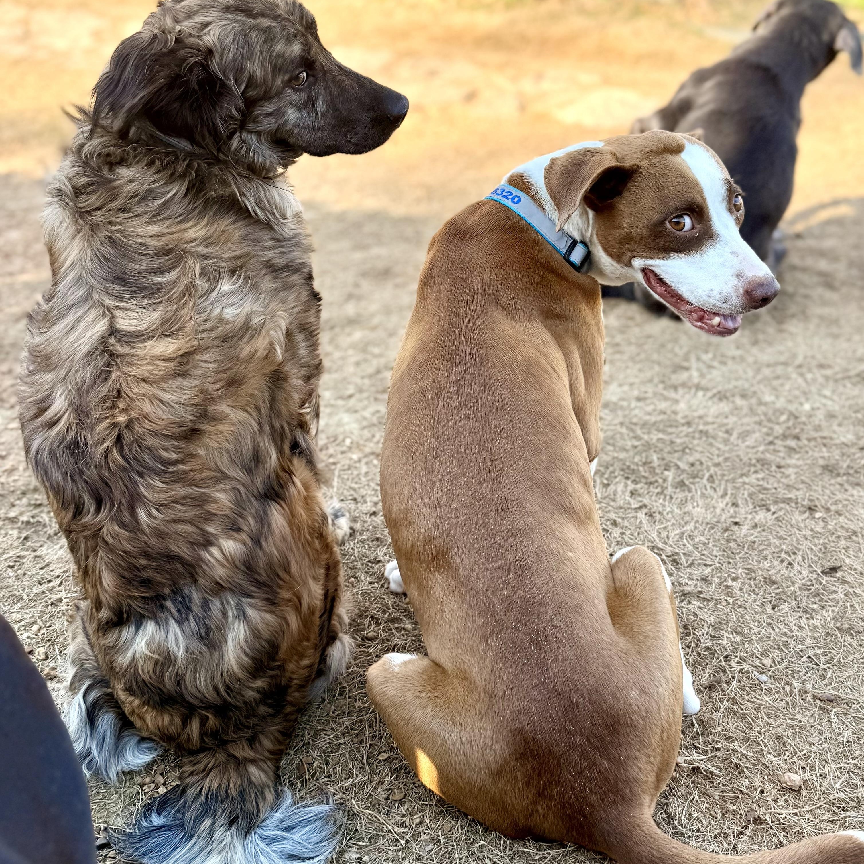 Enlarge Addie, a Adopted mixed breed in Hernando, MS image 4/6