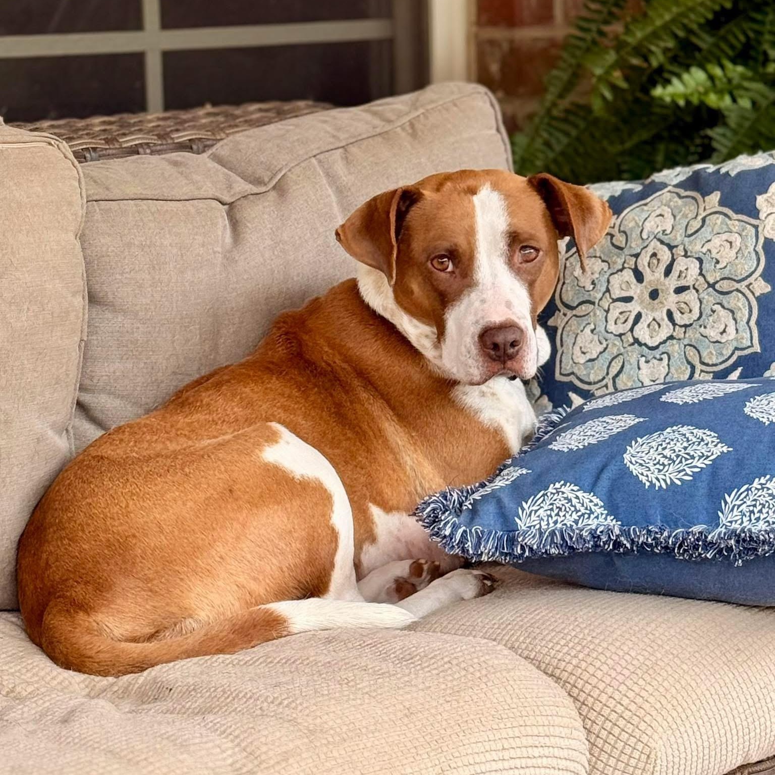 Enlarge Addie, a Adopted mixed breed in Hernando, MS image 3/6