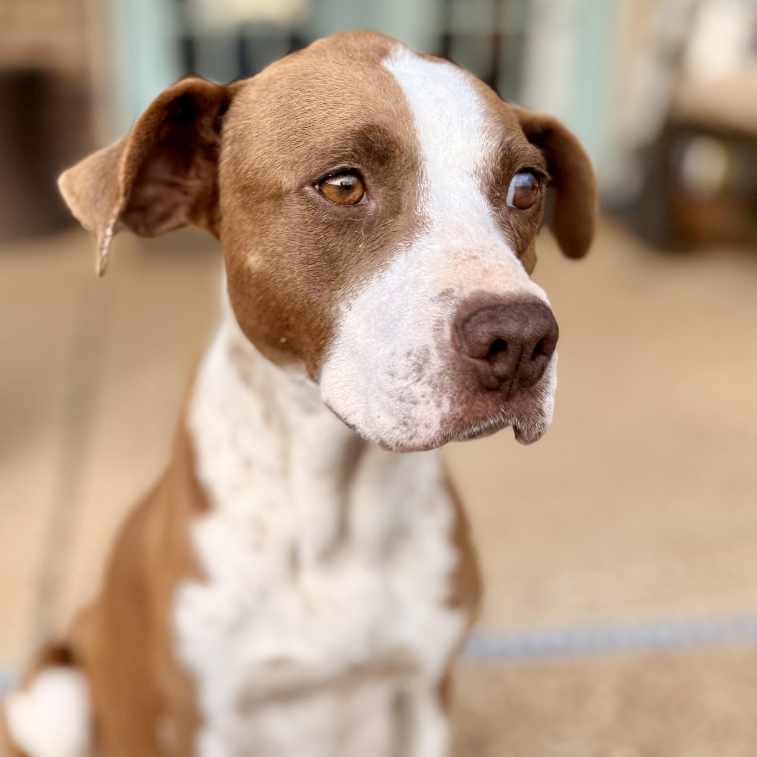 Addie, Adopted, Adult Female English Pointer.