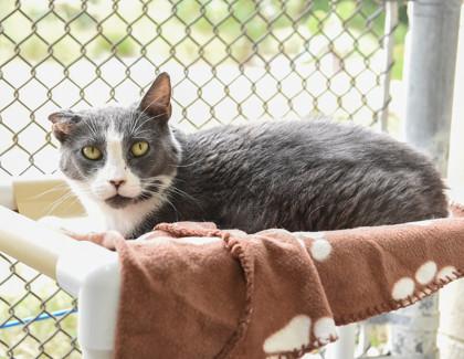 Enlarge Malora, a Adoptable Domestic Short Hair in Ringoes, NJ image 1/3