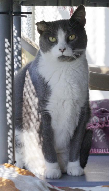 Malora, a Adoptable Domestic Short Hair in Ringoes, NJ image 3/3