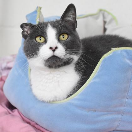 Malora, a Adoptable Domestic Short Hair in Ringoes, NJ image 4/6