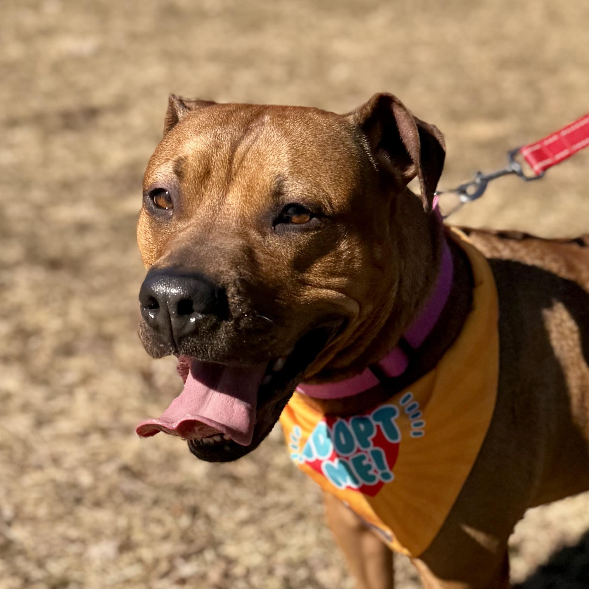 Skippy - in foster , a ADOPTABLE mixed breed in Midland, MI image 4/6