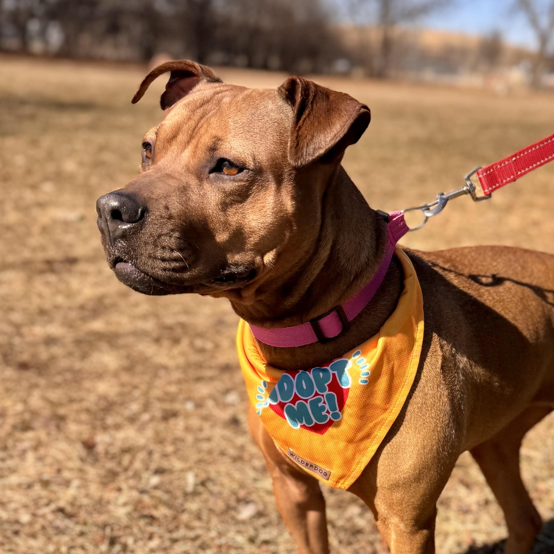 Skippy - in foster , a ADOPTABLE mixed breed in Midland, MI image 5/6