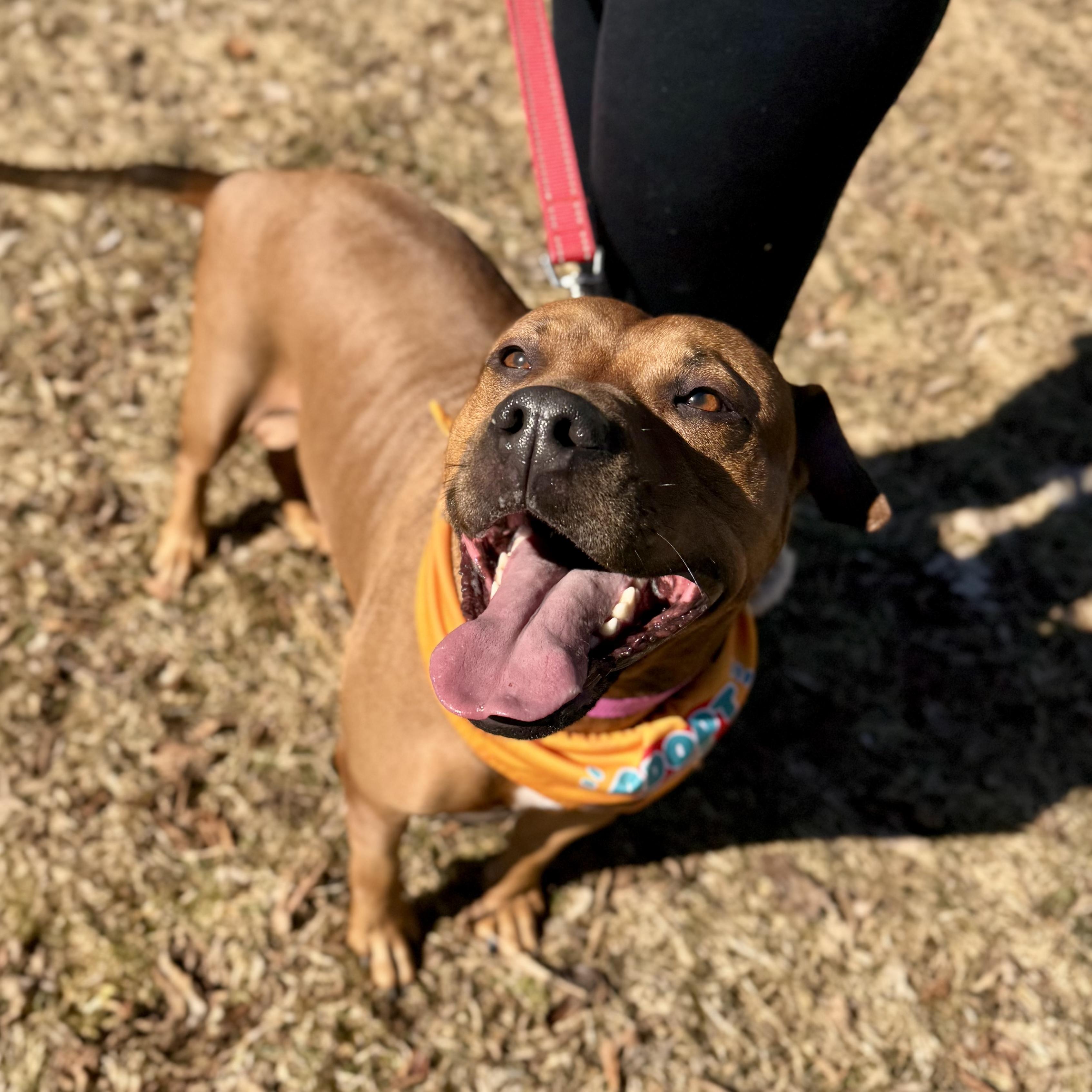 Skippy - in foster , a ADOPTABLE mixed breed in Midland, MI image 1/6