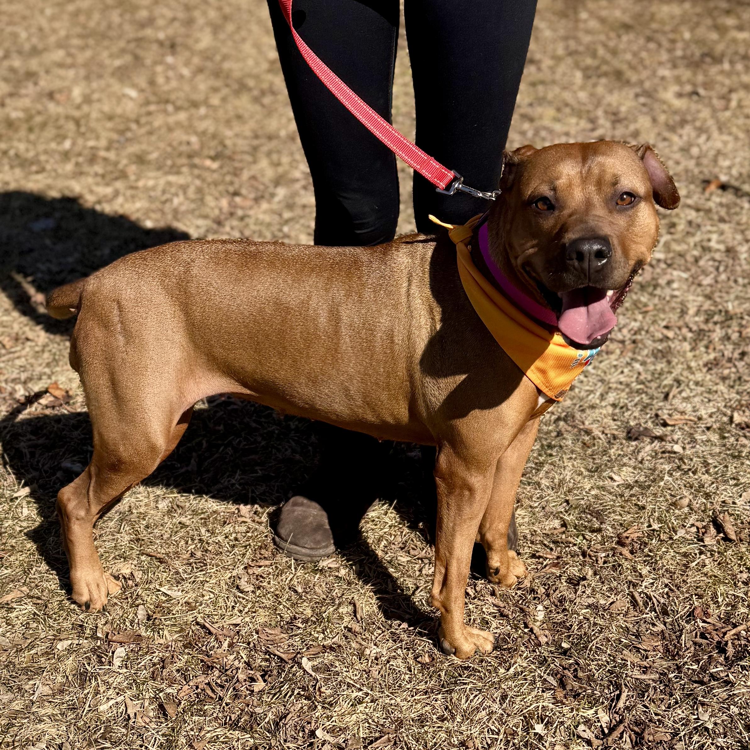 Skippy - in foster , ADOPTABLE, Adult Female Mixed Breed.