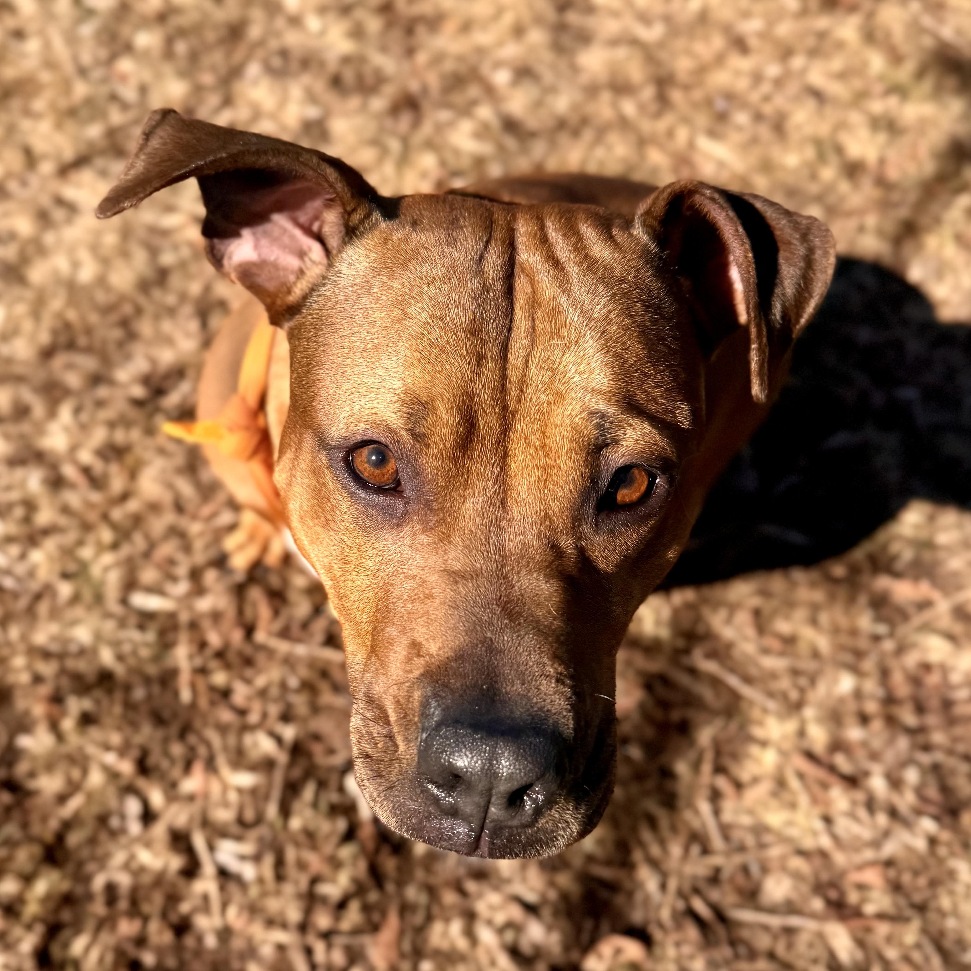 Skippy - in foster , a ADOPTABLE mixed breed in Midland, MI image 2/6