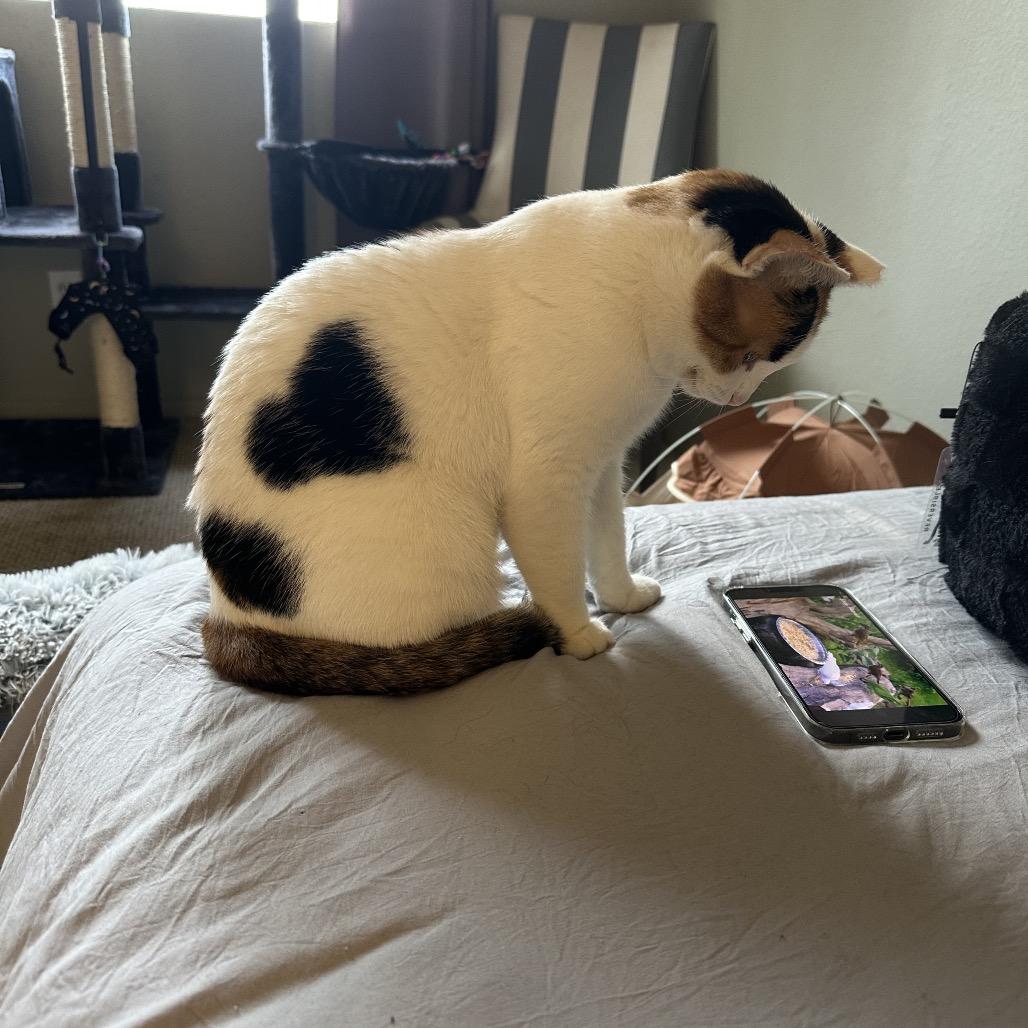 Nelly — thumbnail 2