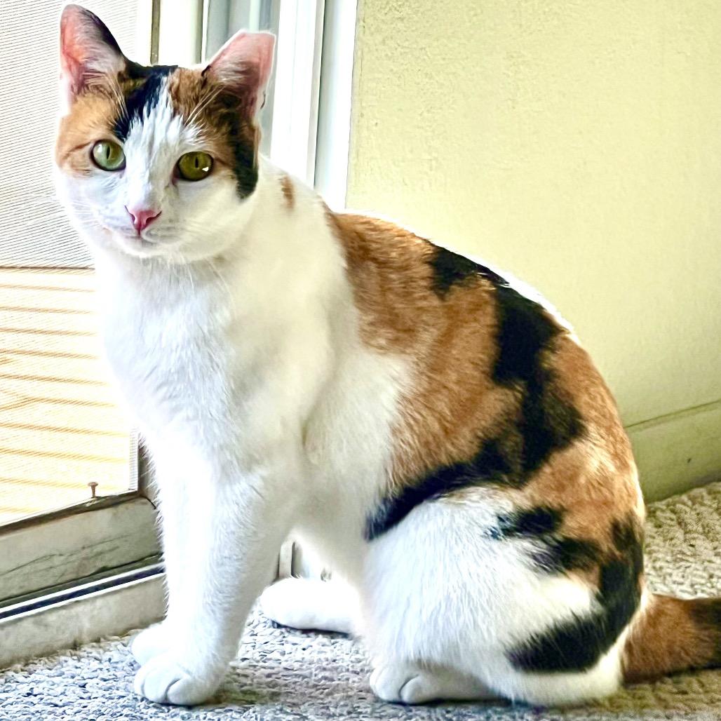 Nelly — thumbnail 3