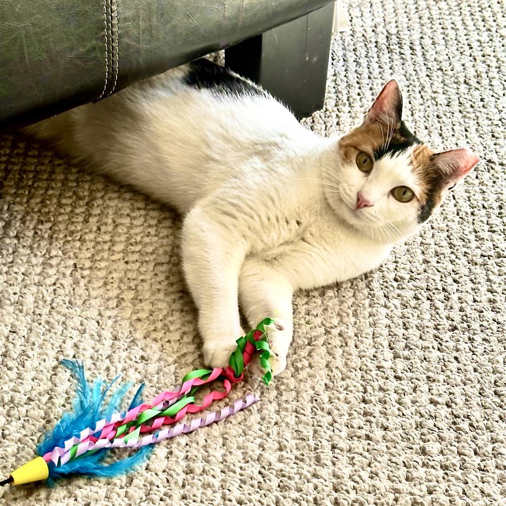 Nelly — thumbnail 4