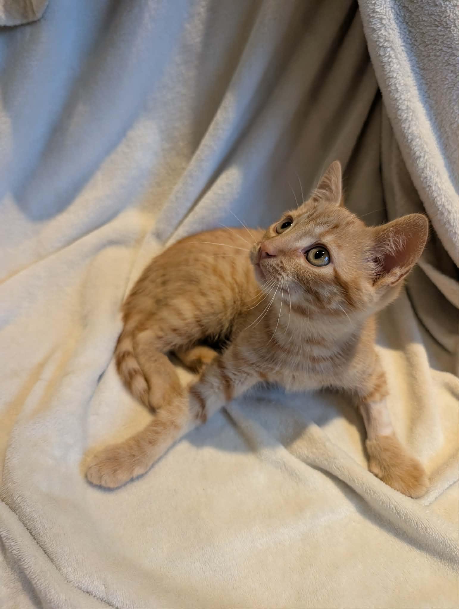 Tegu -Preadoption ONLY, Adoptable, Kitten Male Domestic Short Hair.
